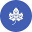 Maple leaf