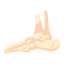 Foot