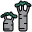 Baobab