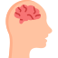 Brain