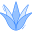 Agave