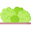 Bushes