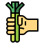 Spring onion