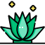 Agave