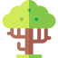 Baobab