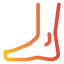Foot