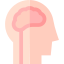 Brain