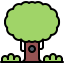 Oak
