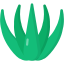 Agave
