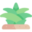 Agave