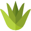 Agave